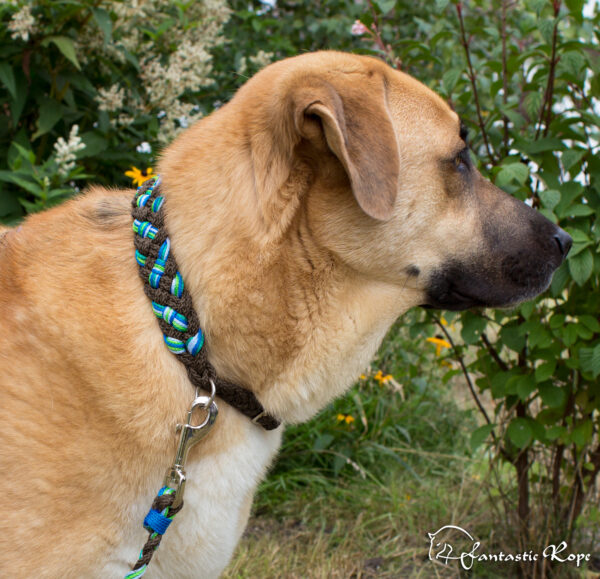 Halsband „Leo“ Halsband „Leo“