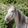 Zaum Gipsy