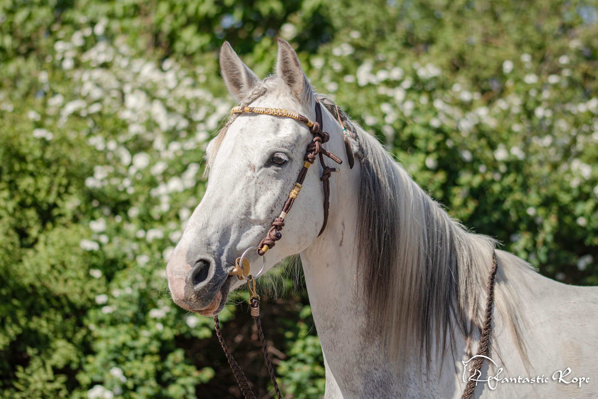 Zaum Gipsy