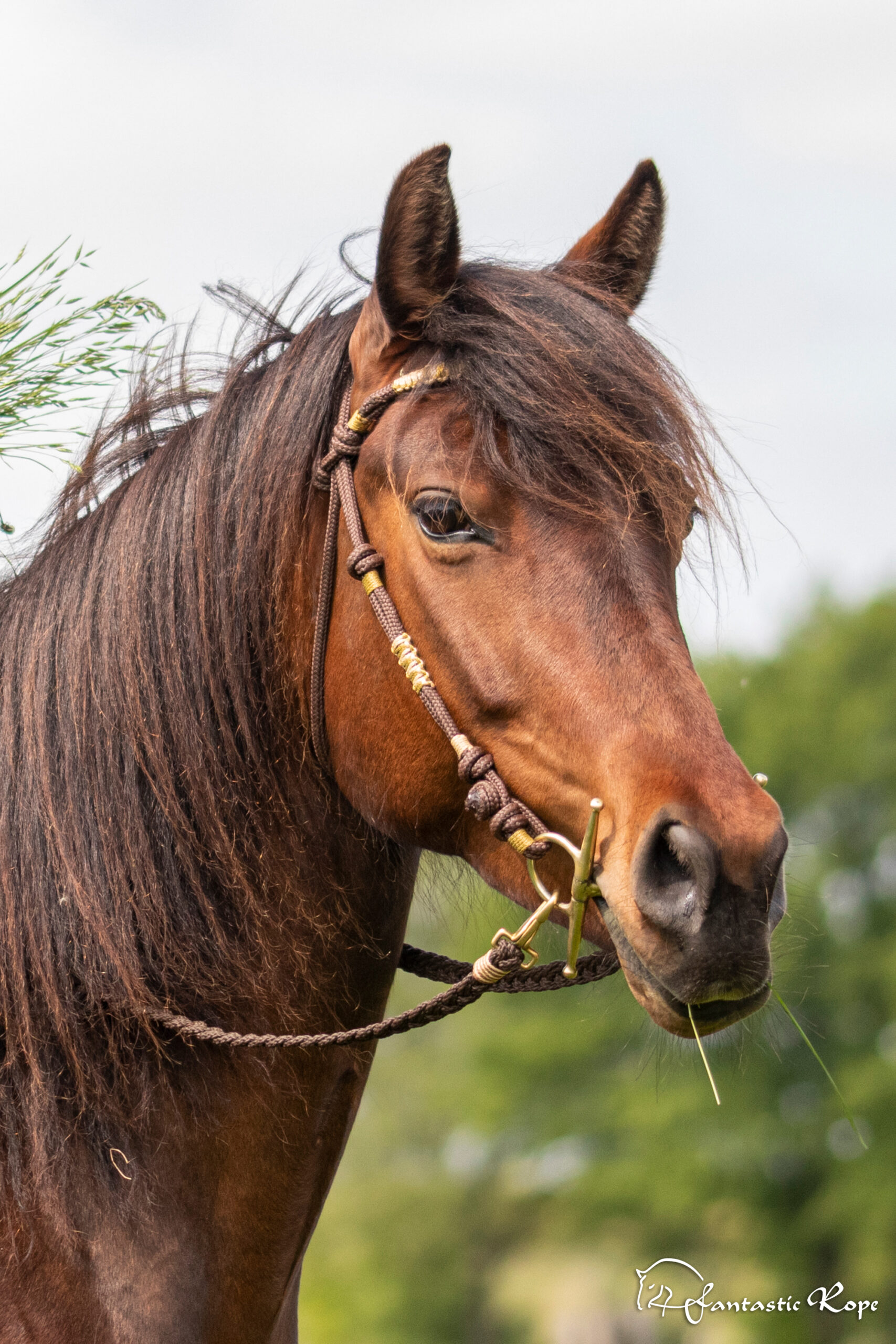 Zaum „Gipsy“