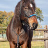 _MG_6954_web _MG_6954_web