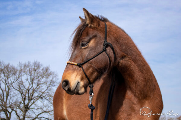 _MG_8981_web _MG_8981_web