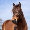 _MG_8984_web _MG_8984_web