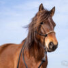 _MG_8986_web _MG_8986_web