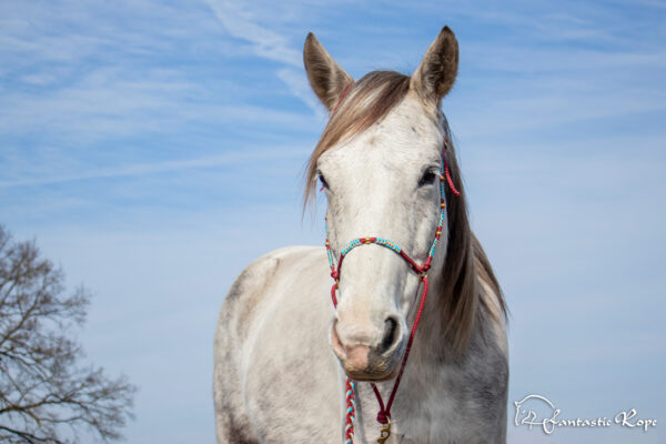 Showhalfter „Greta“