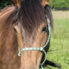 Knotenhalfter_TD_Horse_02_gruen_web
